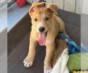 Napoleon Dynamite Pup - Kipland - Adopted! - Male Labrador Retriever-Unknown Mix Dog for Adoption - Photo #2