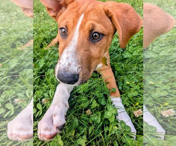 Medium Photo #7 Mutt Puppy For Sale in Sandy, UT, USA