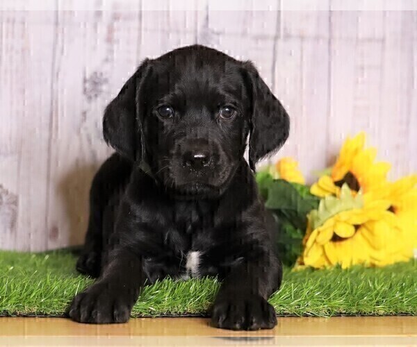 View Ad Rottle Puppy for Sale near Ohio, FREDERICKSBG, USA. ADN266335