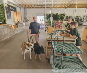 Parker (Peter Parker) - Male Mutt Dog for Adoption - Photo #16