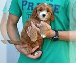 Molly - Female Goldendoodle (Miniature) Puppy for Sale - Photo #4