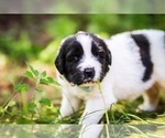 Small Photo #10 Newfoundland Puppy For Sale in MADISON, WI, USA