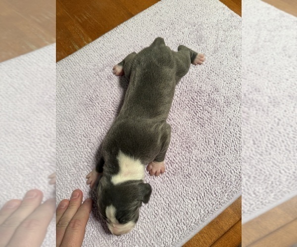 Medium Photo #3 Great Dane Puppy For Sale in RANSOMVILLE, NY, USA