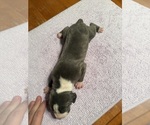Small #2 Great Dane