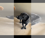 Small #2 Labrador Retriever Mix