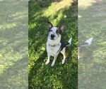 Small #4 Mutt