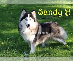 Mother of the Pomsky puppies born on 03/22/2025