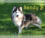 Small Photo #1 Pomsky Puppy For Sale in DENVER, PA, USA