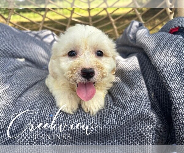 Medium Photo #1 Havachon Puppy For Sale in NIANGUA, MO, USA