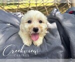 Puppy Cami Havachon