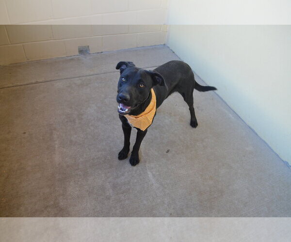 Medium Photo #1 Labrador Retriever-Unknown Mix Puppy For Sale in McKinney, TX, USA