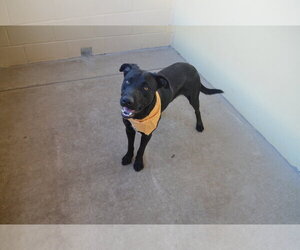 Labrador Retriever-Unknown Mix Dogs for adoption in McKinney, TX, USA