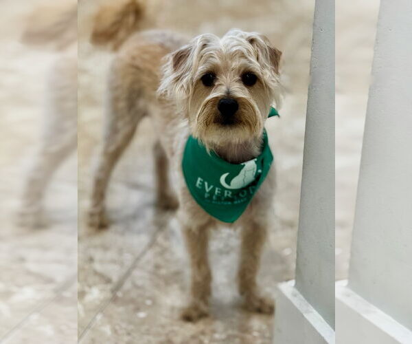 Medium Photo #1 Mutt Puppy For Sale in Hilton Head, SC, USA