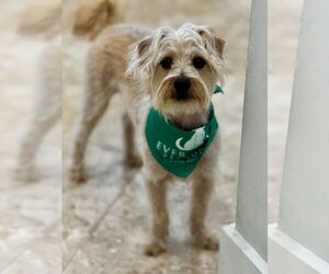 Mutt Dogs for adoption in Hilton Head, SC, USA