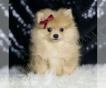 Puppy Cremella AKC Pomeranian