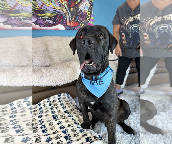 Medium Photo #9 Mastiff Puppy For Sale in Goodyear, AZ, USA