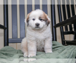 Puppy Gwenny Great Pyrenees