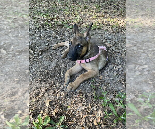 Medium Photo #4 Mutt Puppy For Sale in Imlay City, MI, USA