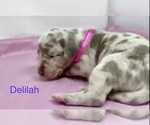 Small Photo #2 Great Dane Puppy For Sale in KERENS, TX, USA