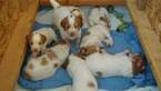 Small Photo #1 Brittany Puppy For Sale in STERLING, CO, USA