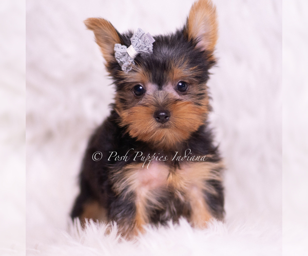 Medium Photo #2 Yorkshire Terrier Puppy For Sale in WARSAW, IN, USA