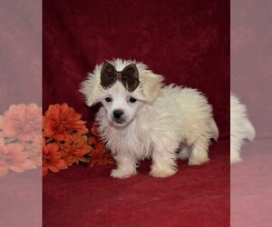 Maltese-Poodle (Toy) Mix Puppy for sale in BARNESVILLE, KS, USA