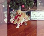 Small Photo #11 Goldendoodle Puppy For Sale in BELLVILLE, OH, USA