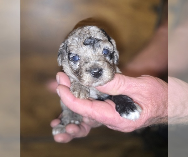 Medium Photo #2 Poodle (Toy) Puppy For Sale in DYERSBURG, TN, USA