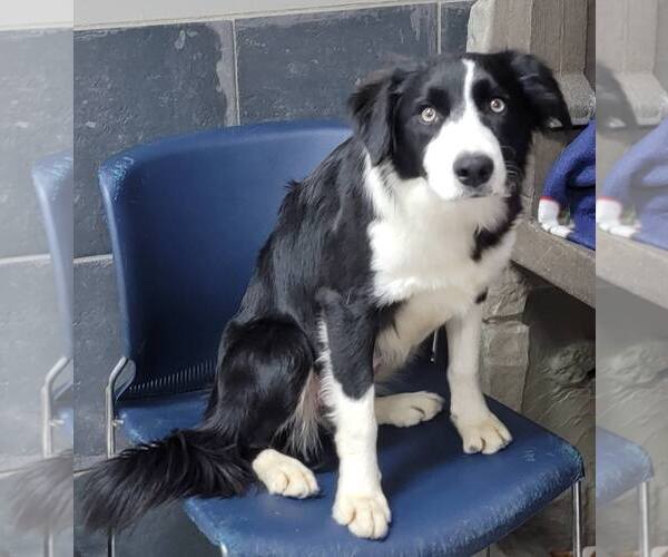 Medium Photo #20 Border Collie Puppy For Sale in Highland, IL, USA