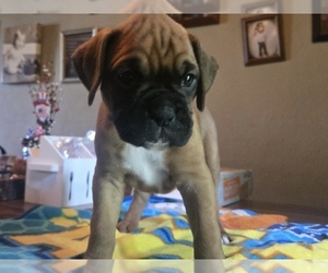 Medium Boxer