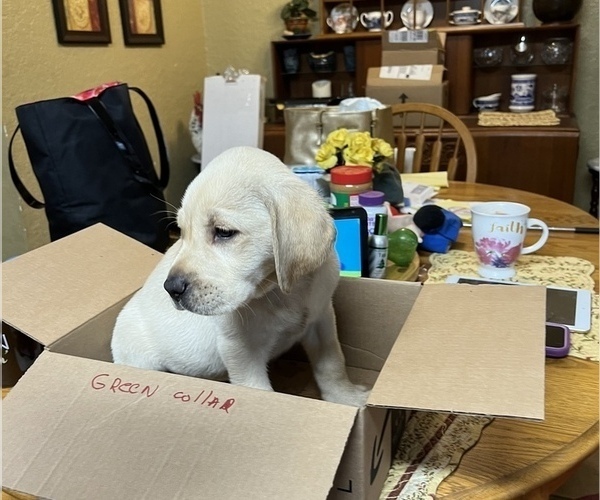 Medium Photo #1 Labrador Retriever Puppy For Sale in LAKE ALFRED, FL, USA