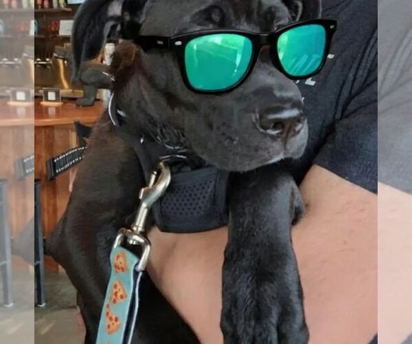 Medium Photo #3 Mutt Puppy For Sale in Holly Springs, NC, USA