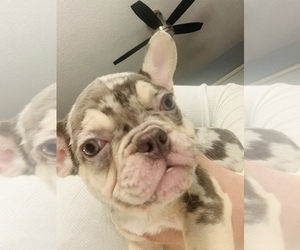 French Bulldog Puppy for sale in ORLANDO, FL, USA