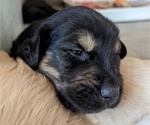 Small #1 English Cream Golden Retriever-Newfoundland Mix