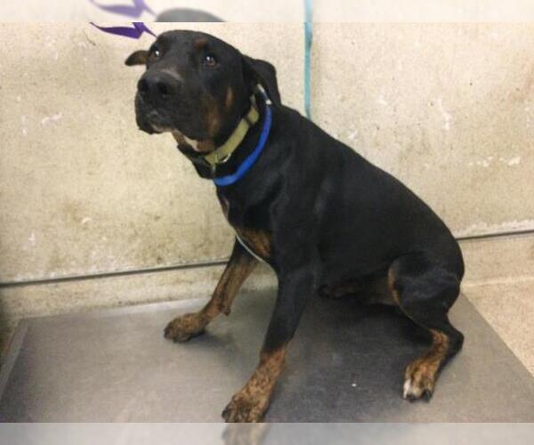 Medium Photo #1 Doberman Pinscher Puppy For Sale in Riverside, CA, USA