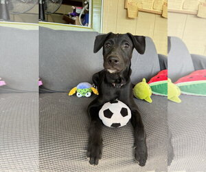 Michael - Male Shepradors Dog for Adoption - Photo #2