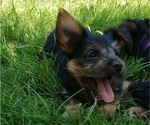 Small Photo #28 Yorkshire Terrier Puppy For Sale in NEVADA, TX, USA