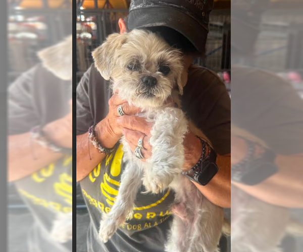Medium Photo #2 Shih Tzu-Unknown Mix Puppy For Sale in Cranston, RI, USA