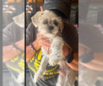 Small #1 Shih Tzu Mix