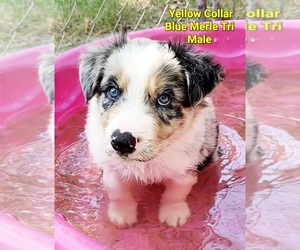 Border Collie Puppy for sale in ELMENDORF, TX, USA