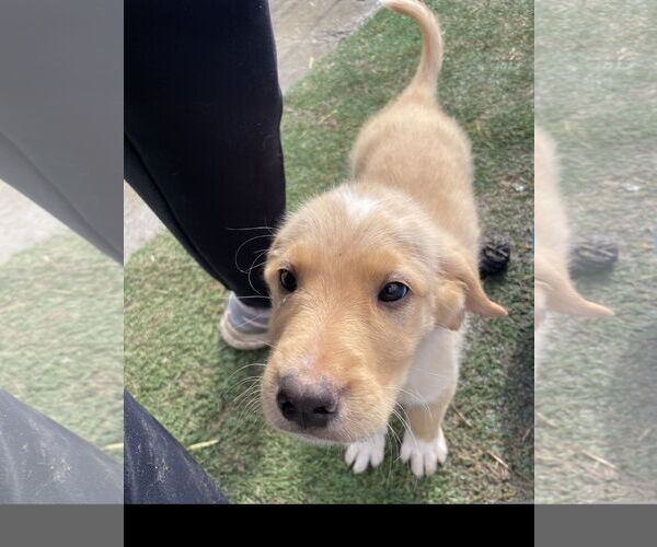 Medium Photo #3 Golden Pyrenees Puppy For Sale in Tracy City, TN, USA