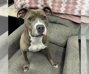 American Pit Bull Terrier Dogs for adoption in Peoria, IL, USA