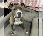 Small American Pit Bull Terrier