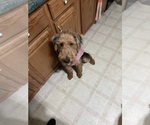 Small Photo #1 Airedale Terrier Puppy For Sale in NEWTON, IA, USA