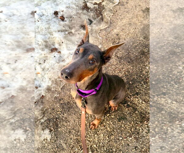 Medium Photo #2 Doberman Pinscher Puppy For Sale in Coralville, IA, USA