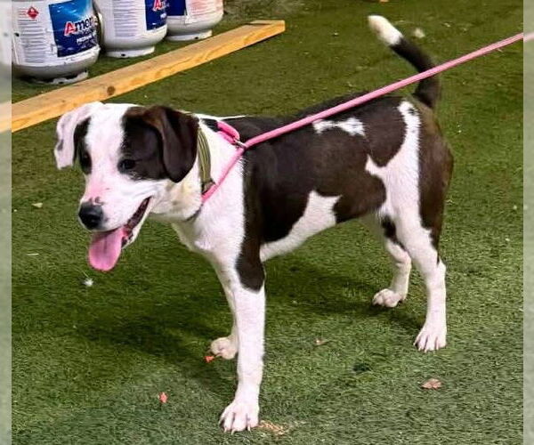 Medium Photo #5 Labrador Retriever-Unknown Mix Puppy For Sale in Alexander, AR, USA