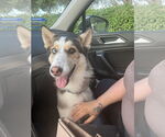 Small German Shepherd Dog-Huskies  Mix