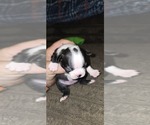 Small #3 Boston Terrier