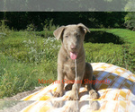 Small #5 German Shepherd Dog