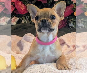 French Bulldog Dogs for adoption in Bon Carbo, CO, USA